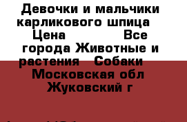 Девочки и мальчики карликового шпица  › Цена ­ 20 000 - Все города Животные и растения » Собаки   . Московская обл.,Жуковский г.